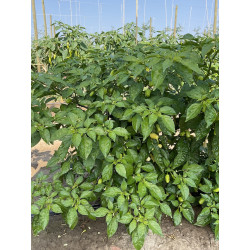 Peperoncino Piccante Habanero White