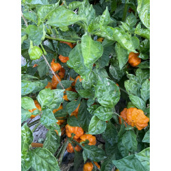 Peperoncino Piccante Scotch Bonnet Yellow