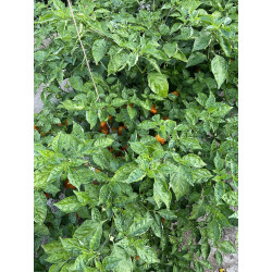 Peperoncino Piccante Scotch Bonnet Yellow