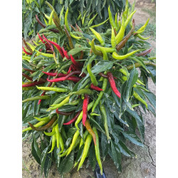 Peperoncino Piccante Cayambe