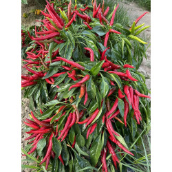 Peperoncino Piccante Cayambe