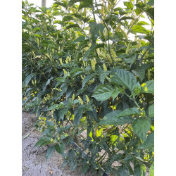 Peperoncino Piccante Tabasco