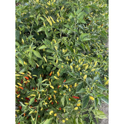 Peperoncino Piccante Tabasco