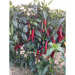 Peperoncino Piccante Devil Red