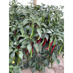 Peperoncino Piccante Chilly