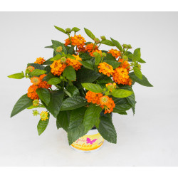 Lantana Lantastic