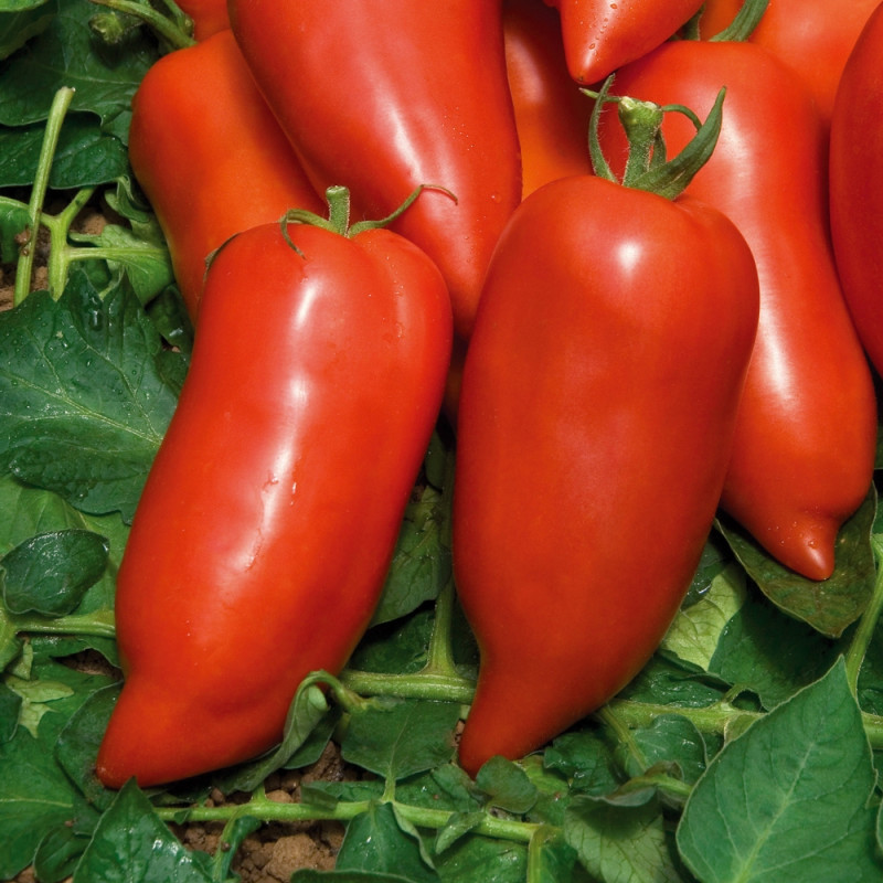 POMODORO INNESTATO CORNO DELLE ANDE