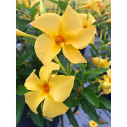 Dipladenia Sundaville new classic gold