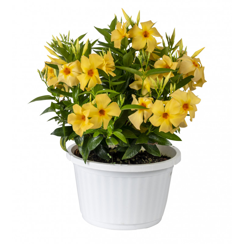 Dipladenia Sundaville new classic gold