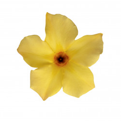 Dipladenia Sundaville new classic gold