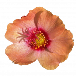 Portulaca Kokorita