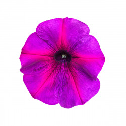 Top-Tunia