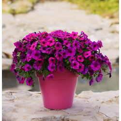 Top-Tunia