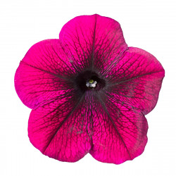 Top-Tunia