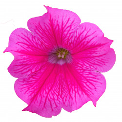 Top-Tunia