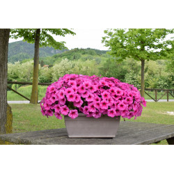 Top-Tunia