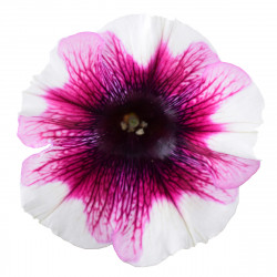 Top-Tunia