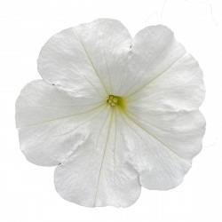 Top-Tunia