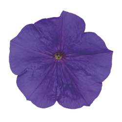 Top-Tunia