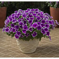 Top-Tunia