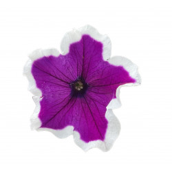 Top-Tunia