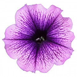 Top-Tunia