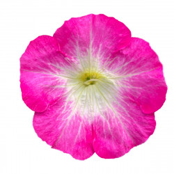 Top-Tunia