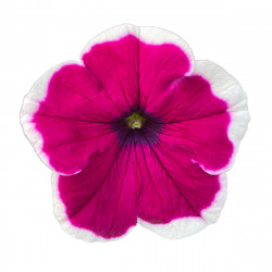 Top-Tunia