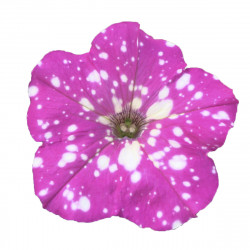 Top-Tunia