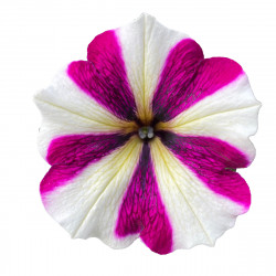 Top-Tunia