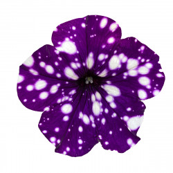 Top-Tunia