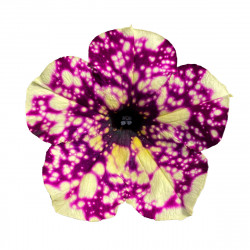 Top-Tunia