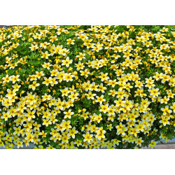 Bidens Fiordoro