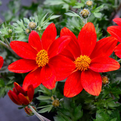 Bidens Fiordoro