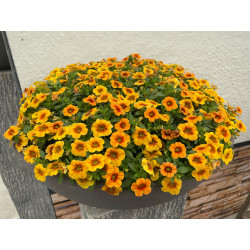 Calibrachoa Calipetite