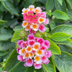 Lantana Lantastic