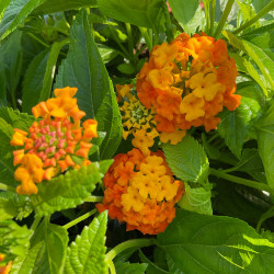 Lantana Lantastic