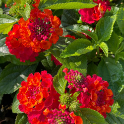 Lantana Lantastic