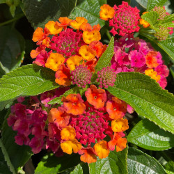 Lantana Lantastic