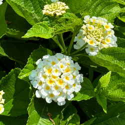 Lantana Lantastic