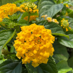 Lantana Lantastic