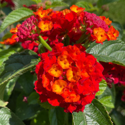 Lantana Lantastic