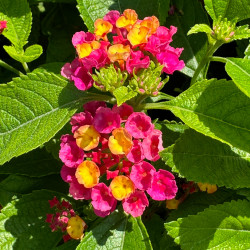 Lantana Lantastic