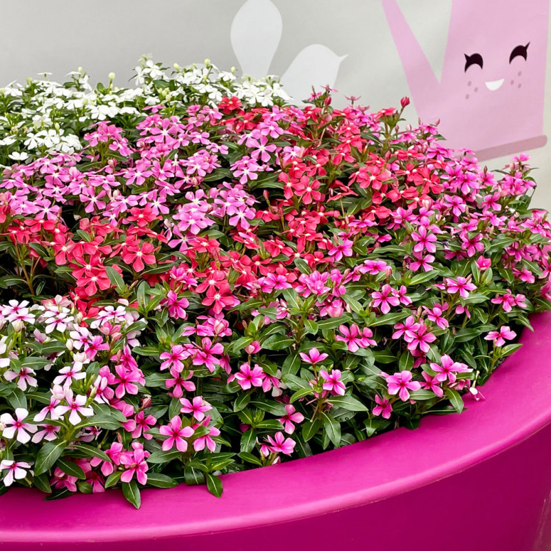 CATHARANTHUS SOIREE®