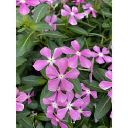 CATHARANTHUS SOIREE®