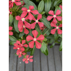 CATHARANTHUS SOIREE®