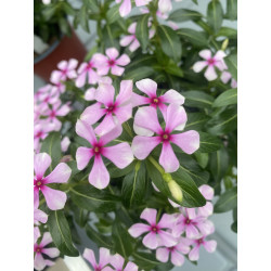 CATHARANTHUS SOIREE®