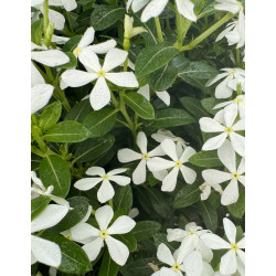 CATHARANTHUS SOIREE®