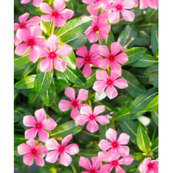 CATHARANTHUS SOIREE®