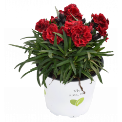 Dianthus Pot-prince